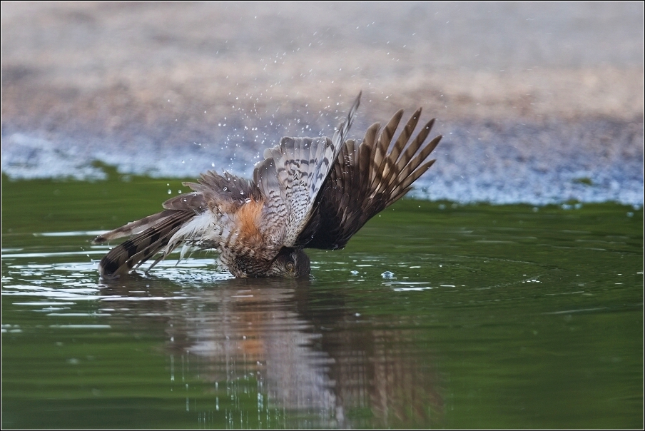 Krahujec obecný  ( Accipiter nisus )