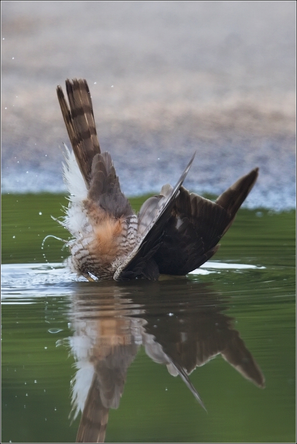 Krahujec obecný  ( Accipiter nisus )