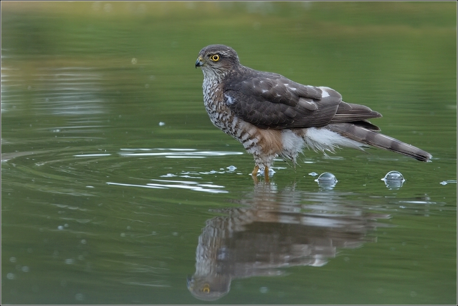 Krahujec obecný  ( Accipiter nisus )