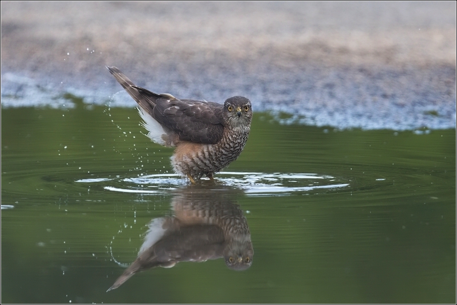 Krahujec obecný  ( Accipiter nisus )