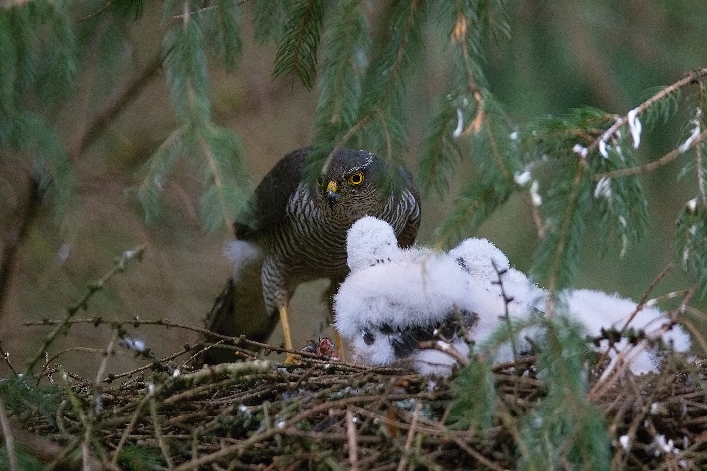 Krahujec obecný  ( Accipiter nisus )