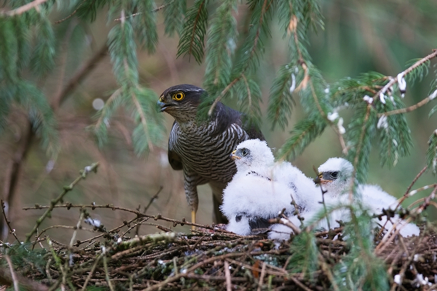 Krahujec obecný  ( Accipiter nisus )