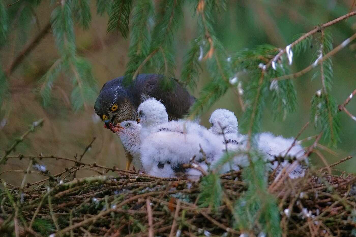 Krahujec obecný  ( Accipiter nisus )