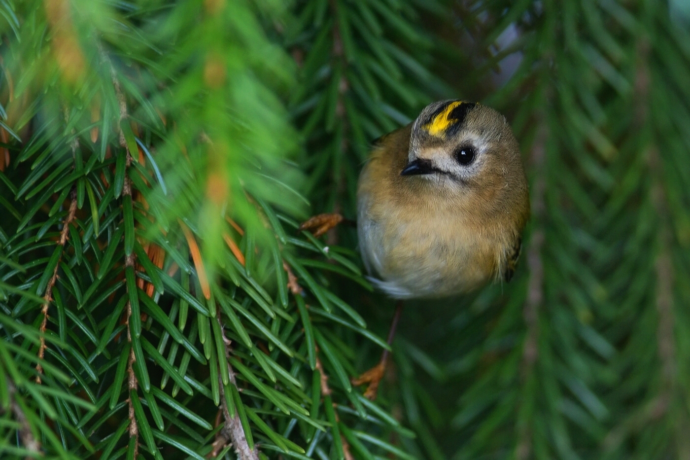 Králíček obecný ( Regulus regulus )