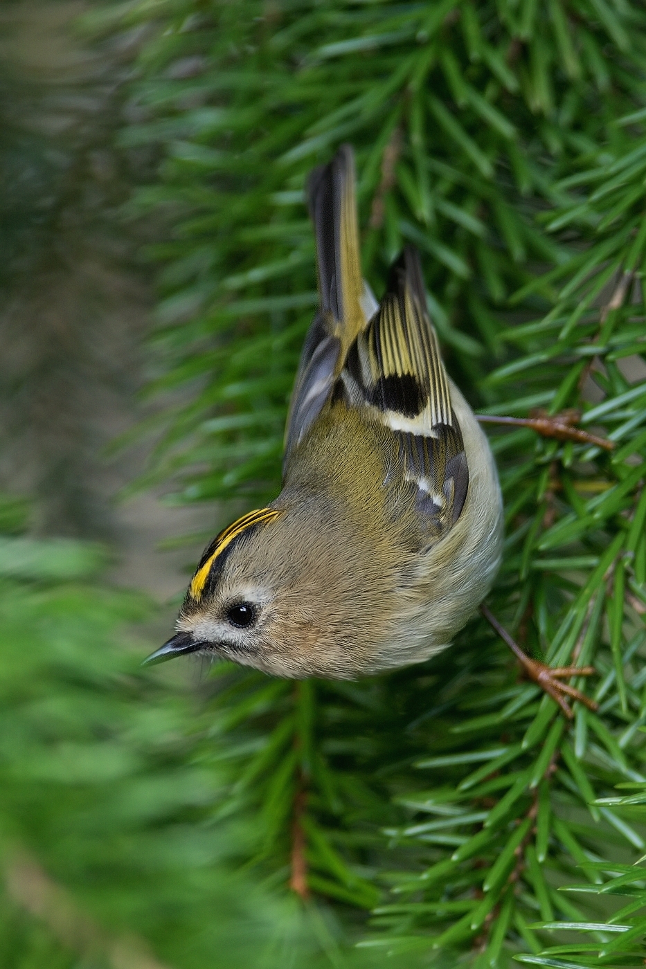 Králíček obecný ( Regulus regulus )