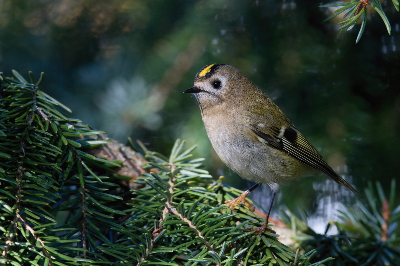 Králíček obecný  ( Regulus regulus )