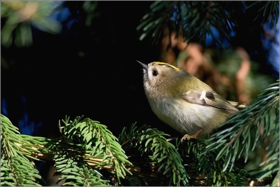 Králíček obecný ( Regulus regulus )