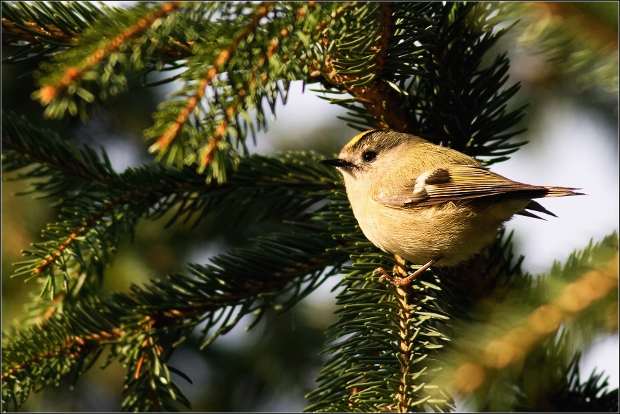 Králíček obecný ( Regulus regulus )