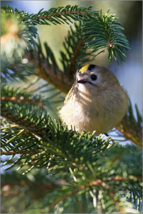 Králíček obecný ( Regulus regulus )