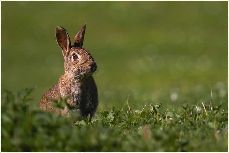 Králík divoký  ( Oryctolagus cuniculus )