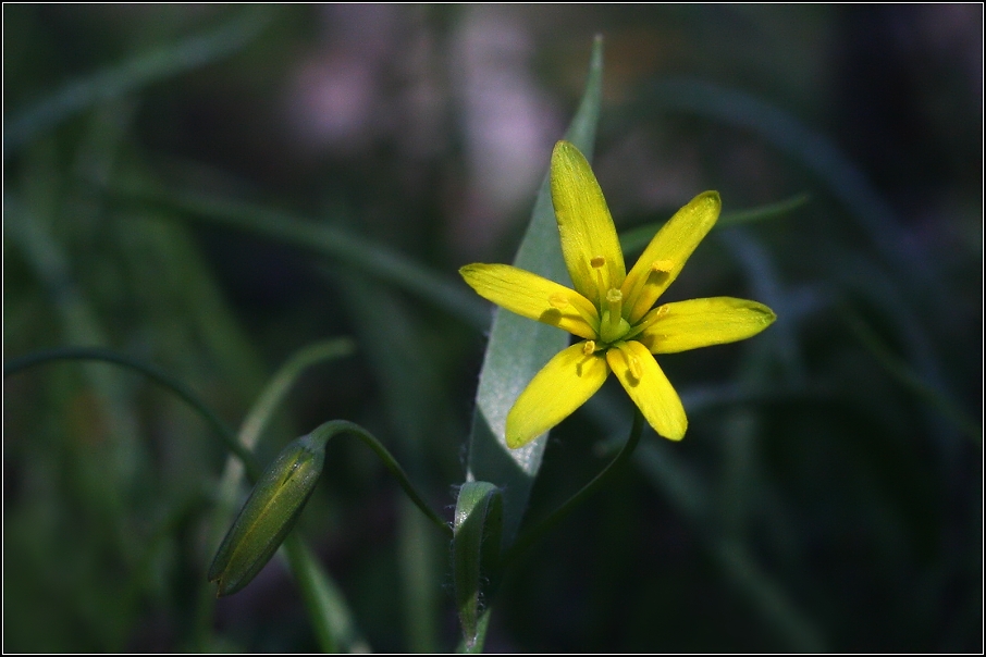 Křivatec žlutý (Gagea lutea )