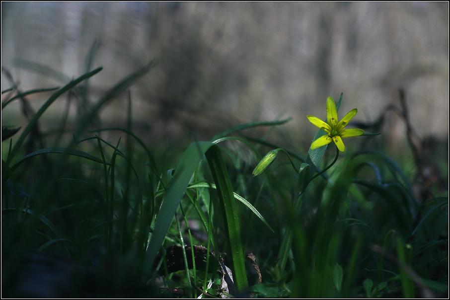 Křivatec žlutý (Gagea lutea )