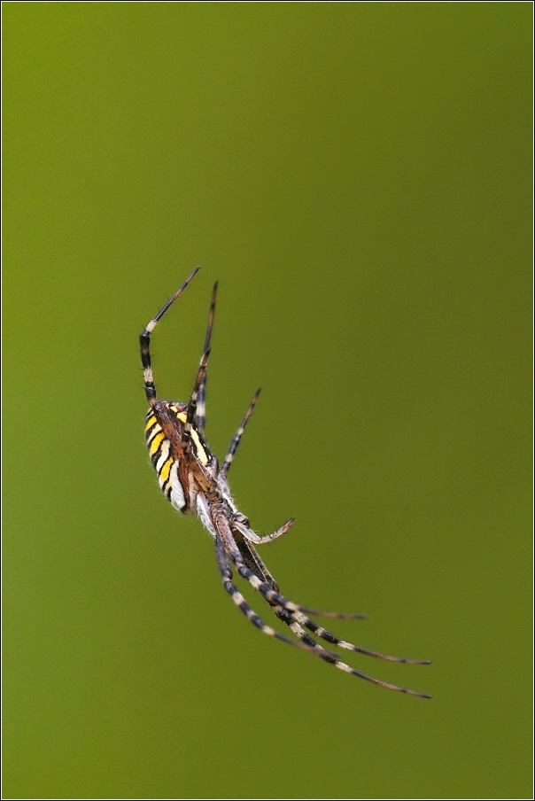 Křižák pruhovaný  ( Argiope bruennichi )