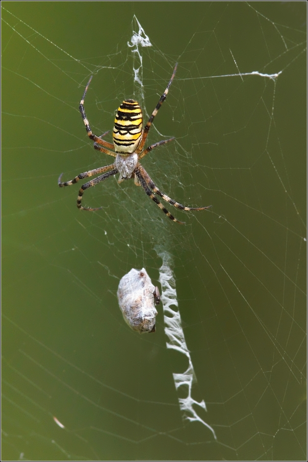 Křižák pruhovaný  ( Argiope bruennichi )