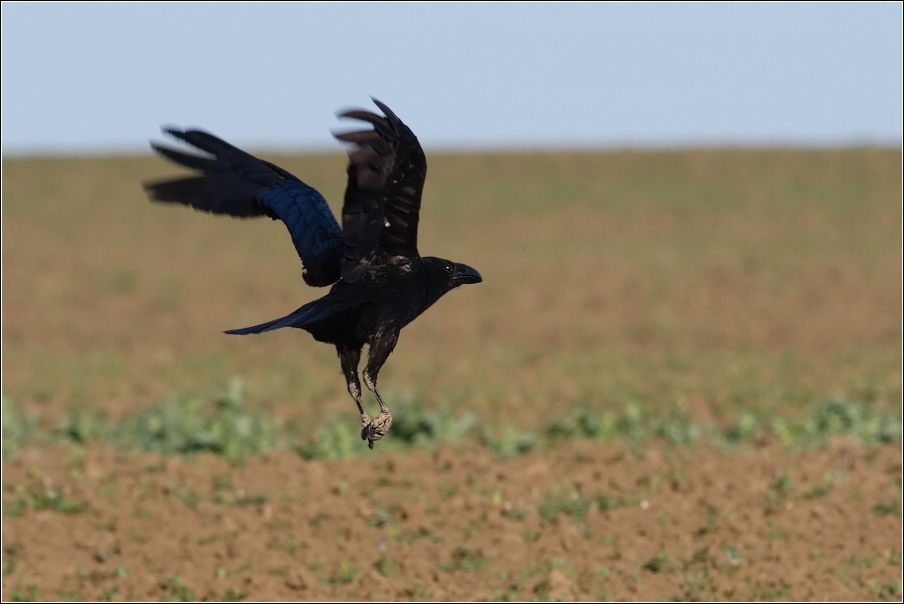 Krkavec velký  ( Corvus corax )