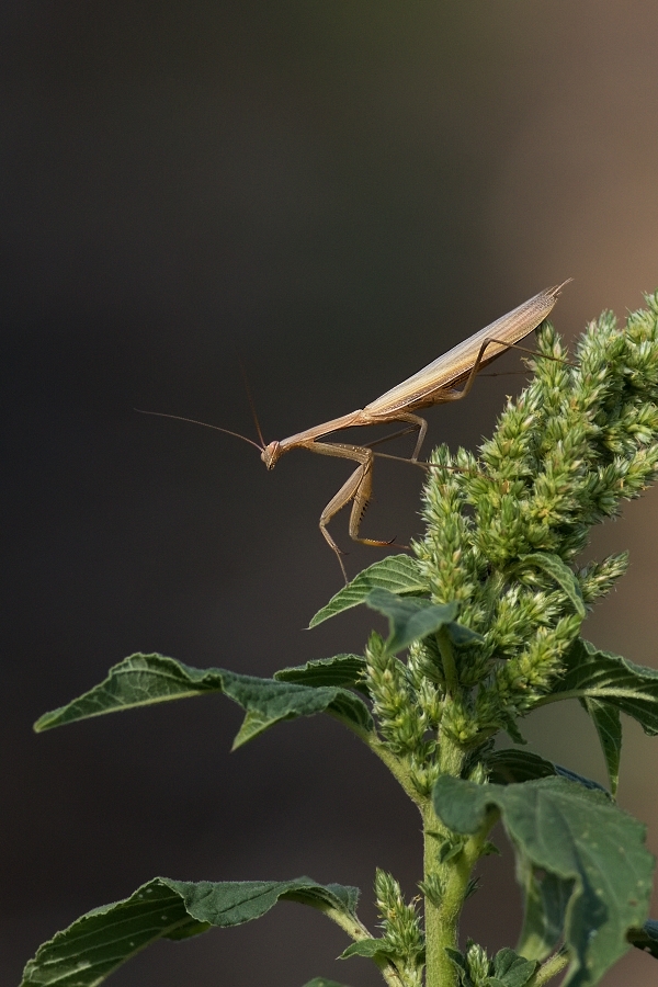 Kudlanka nábožná  ( Mantis religiosa )