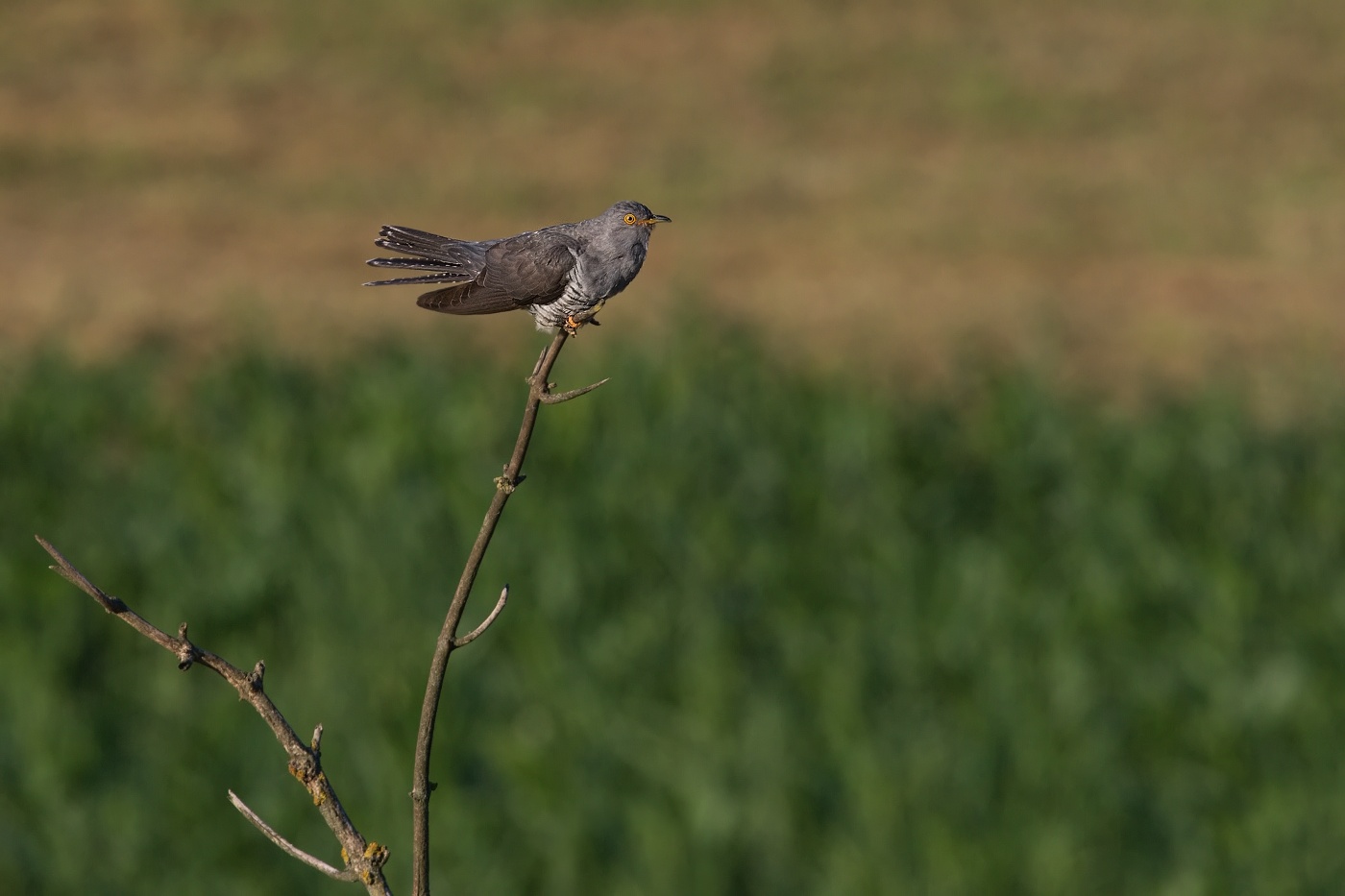 Kukačka obecná  (Cuculus canorus )