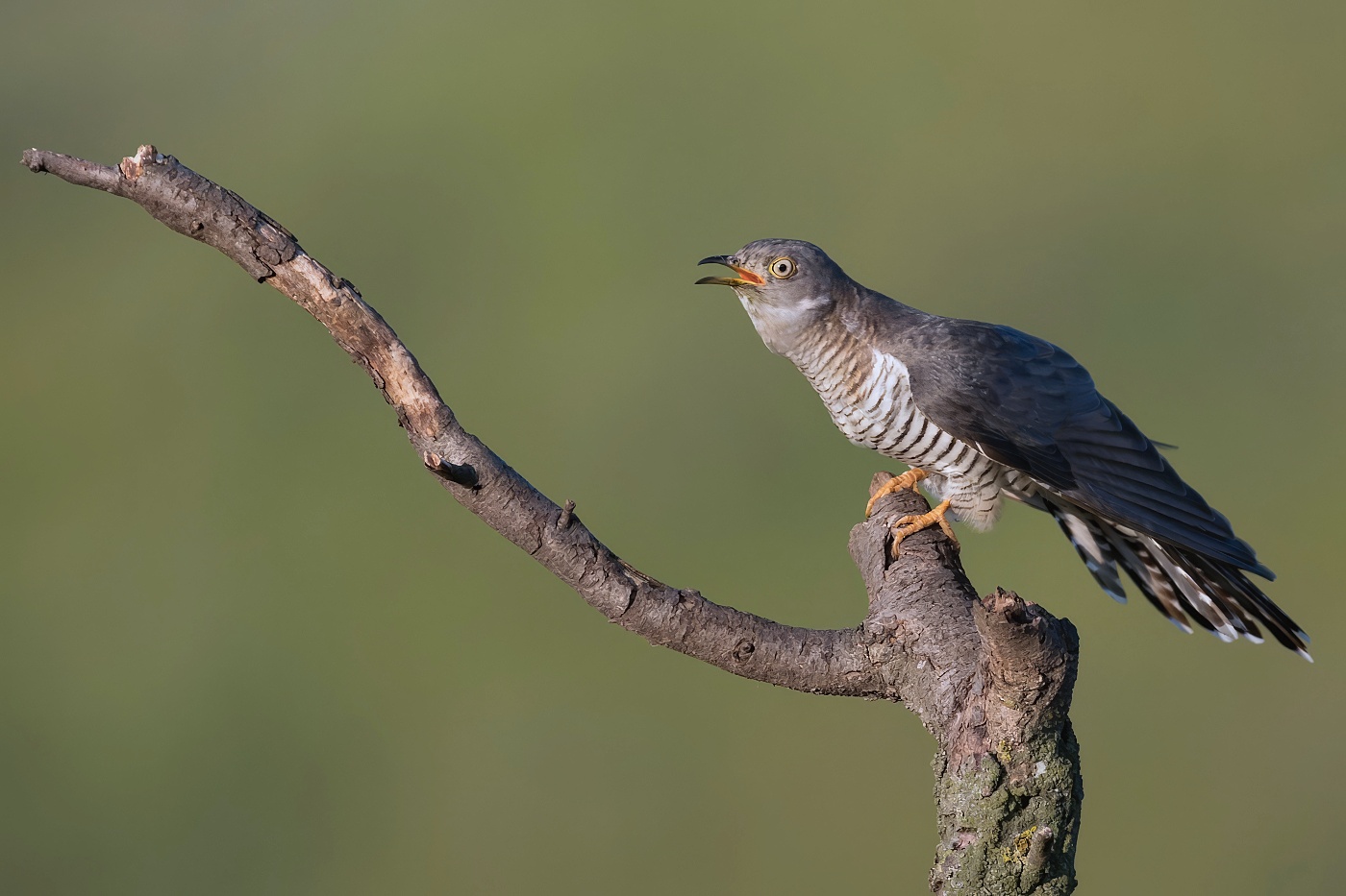 Kukačka obecná ( Cuculus canorus )