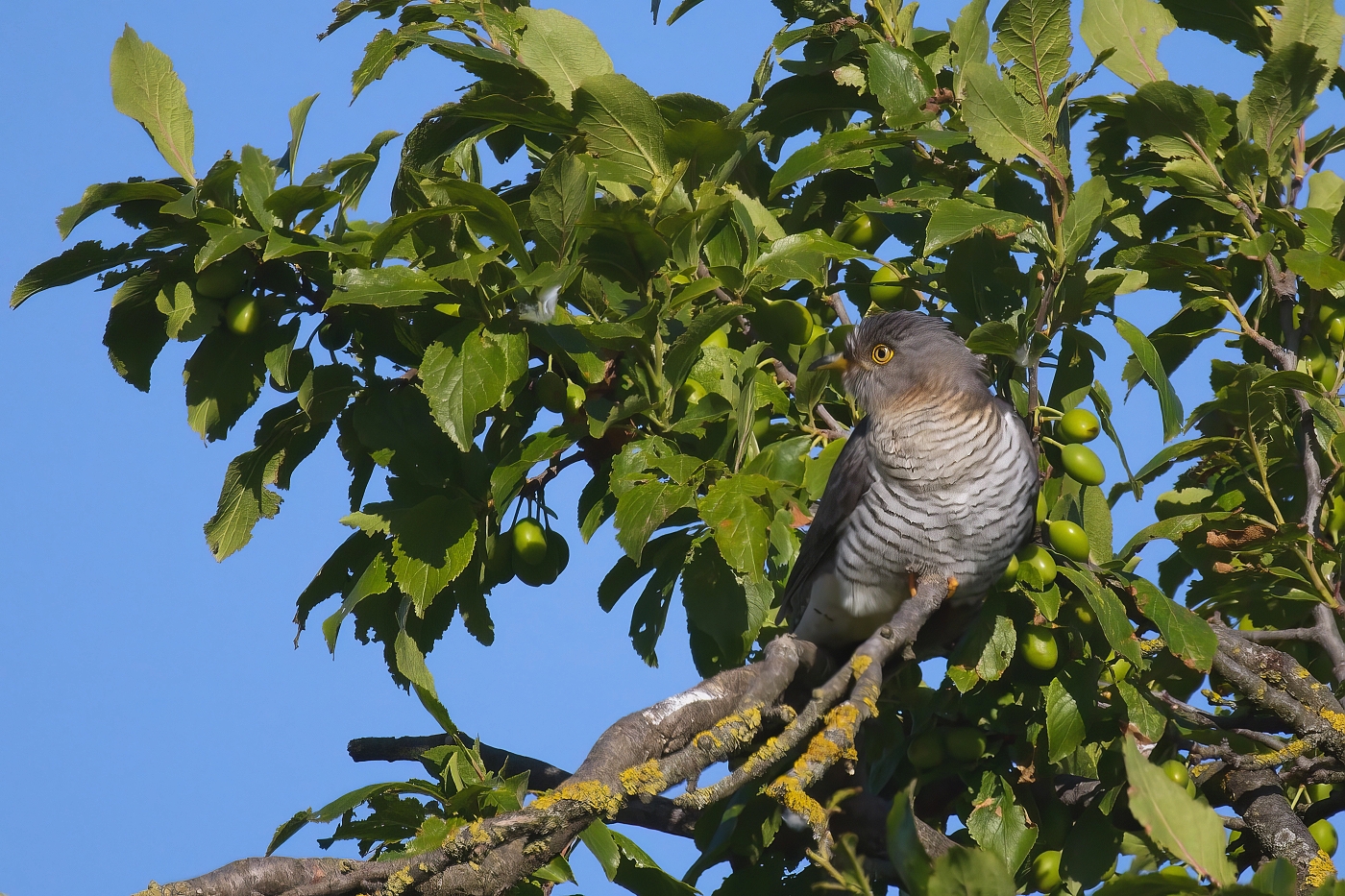 Kukačka obecná ( Cuculus canorus )