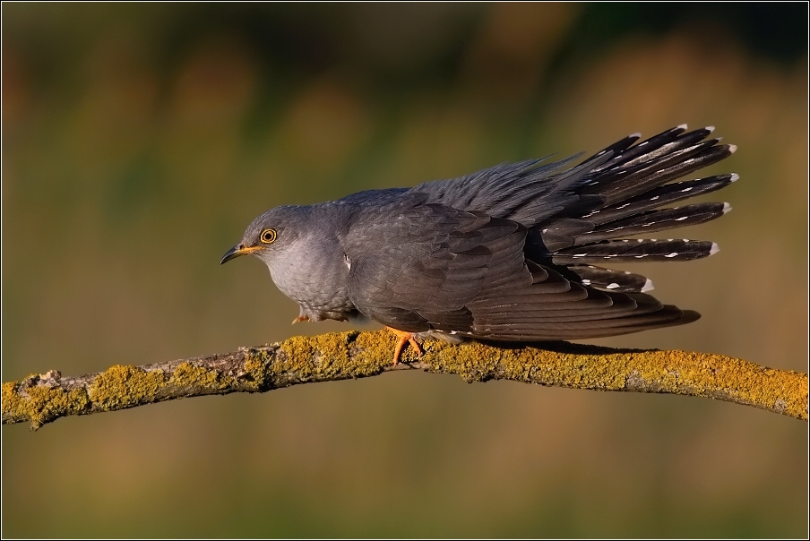 Kukačka obecná  ( Cuculus canorus )