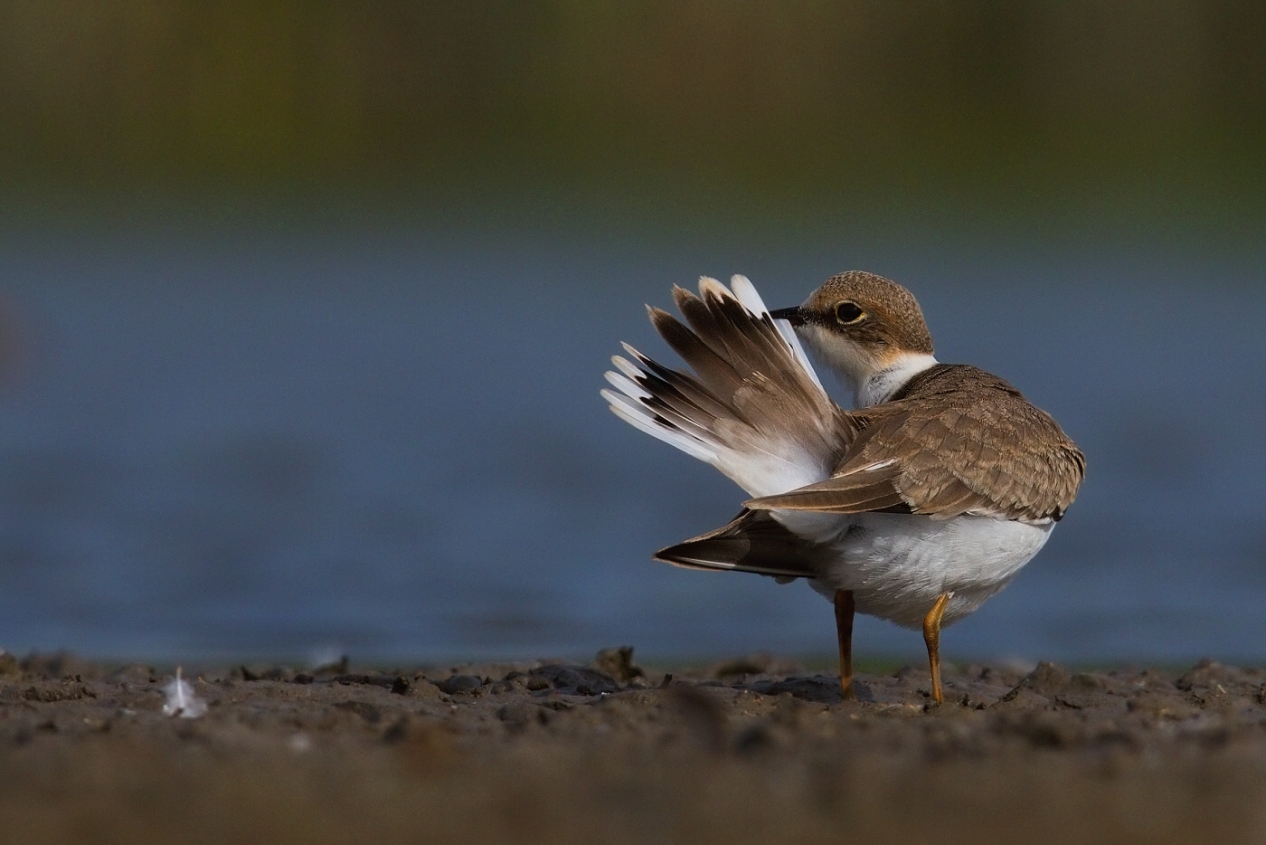 Kulík říční  ( Charadrius dubius )