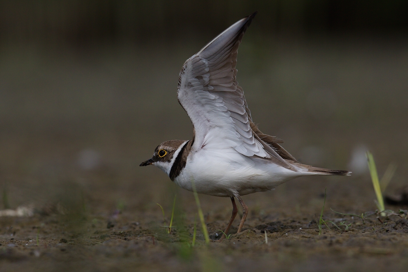 Kulík říční  ( Charadrius dubius )