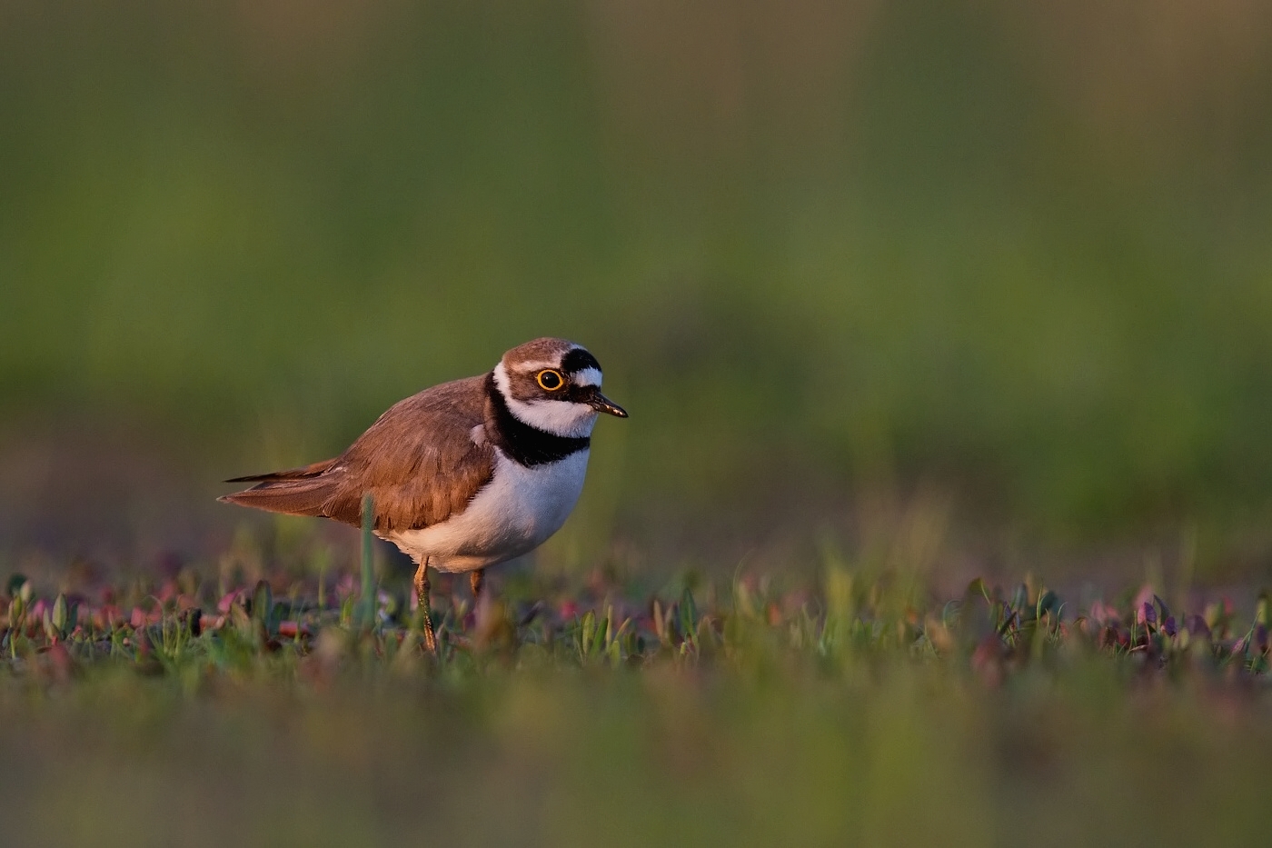 Kulík říční  ( Charadrius dubius )