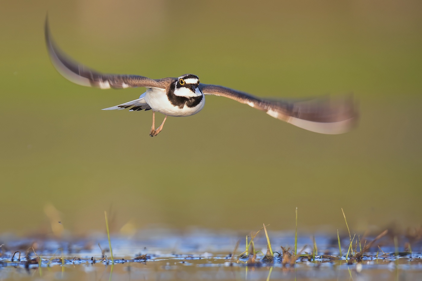 Kulík říční  ( Charadrius dubius )