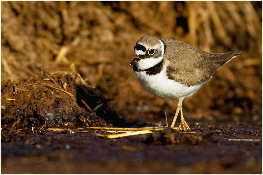 Kulík říční  ( Charadrius dubius )