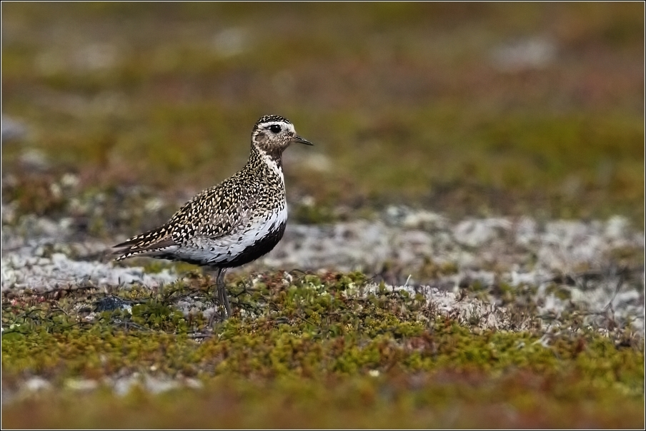 Kulík zlatý ( Pluvialis apricaria )