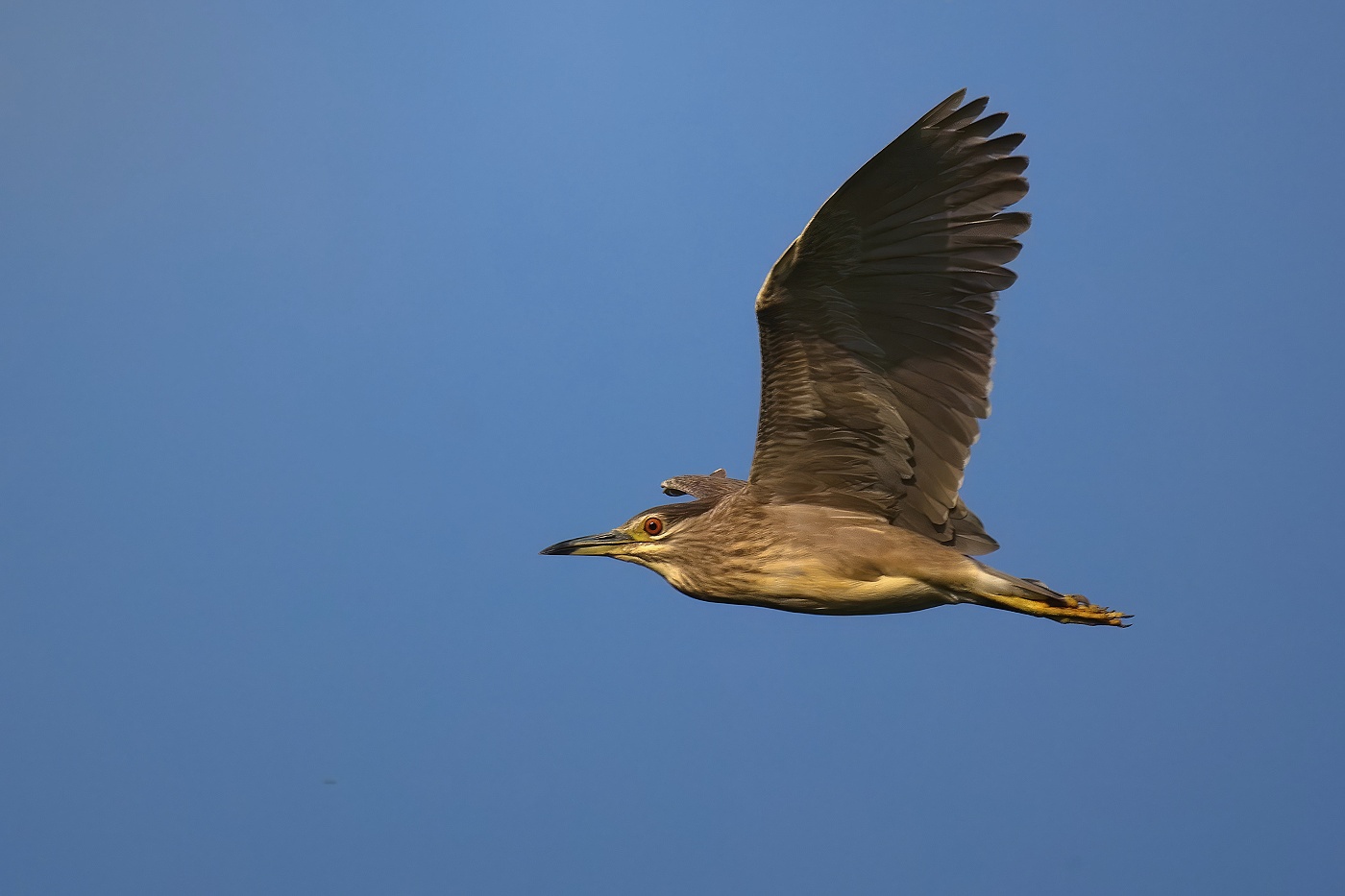 Kvakoš noční  ( Nycticorax nycticorax ) 