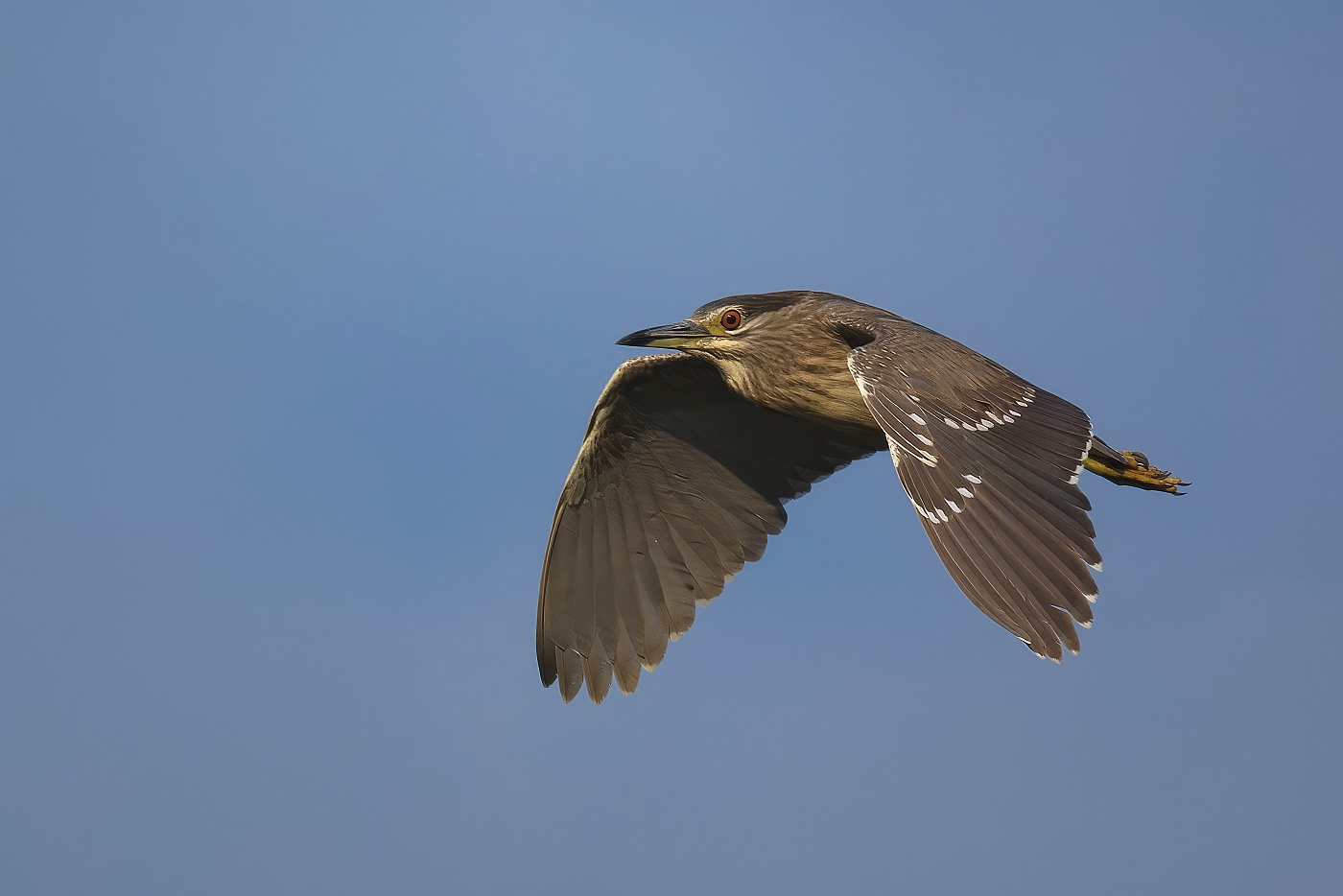 Kvakoš noční  ( Nycticorax nycticorax ) 
