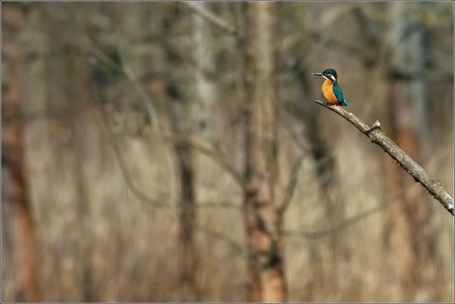 Ledňáček říční  ( Alcedo atthis )