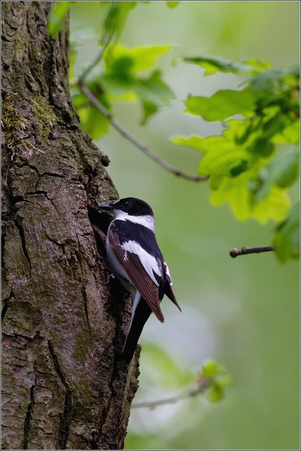 Lejsek bělokrký  ( Ficedula albicollis )