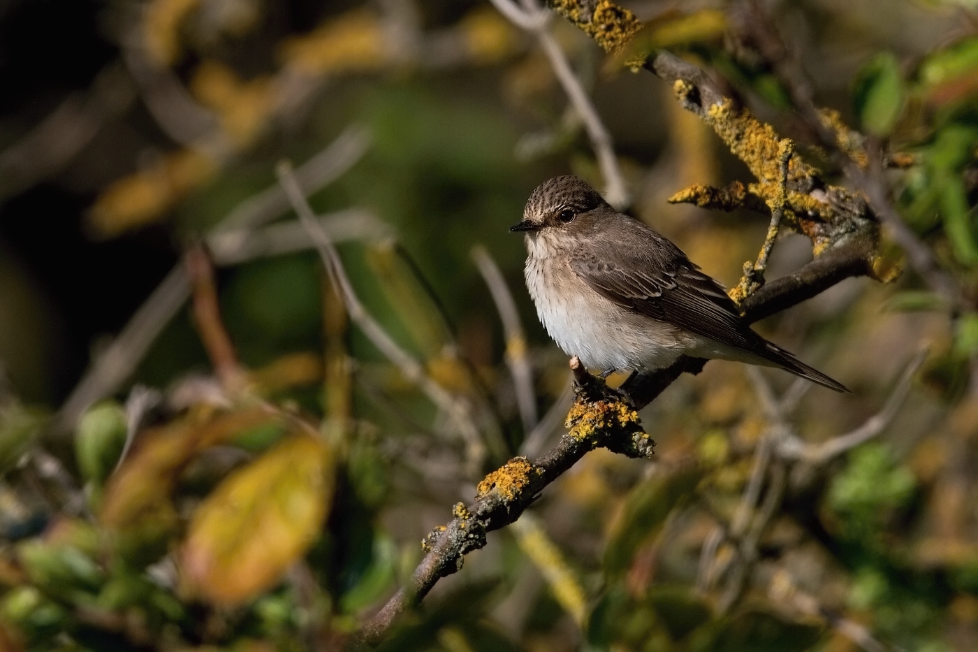 Lejsek šedý  ( Muscicapa striata )