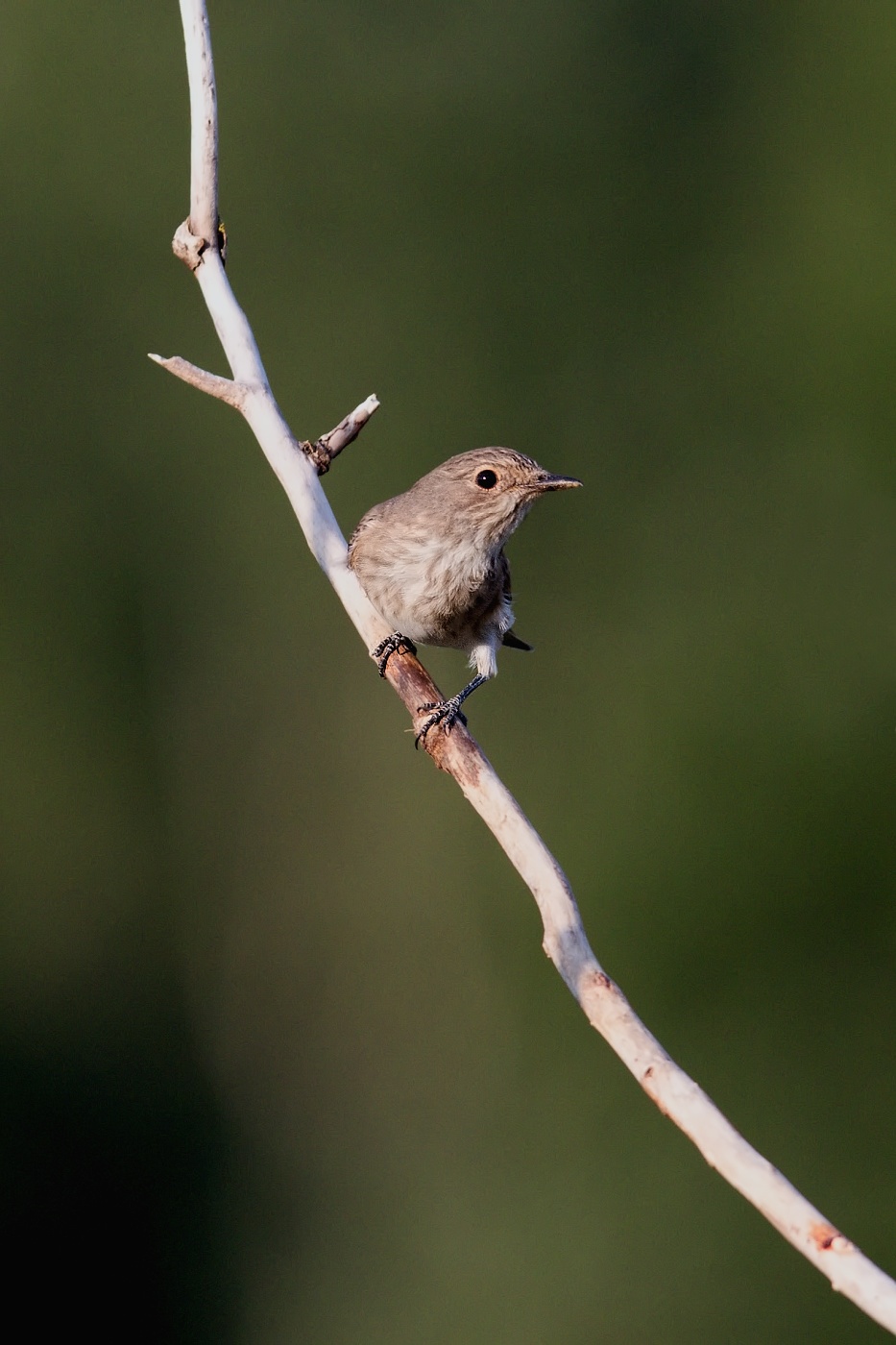 Lejsek šedý  ( Muscicapa striata )