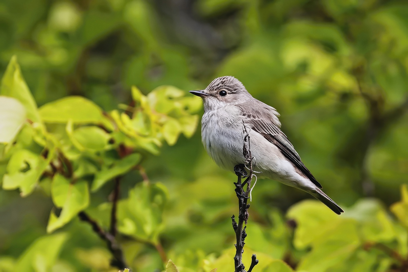 Lejsek šedý  ( Muscicapa striata )