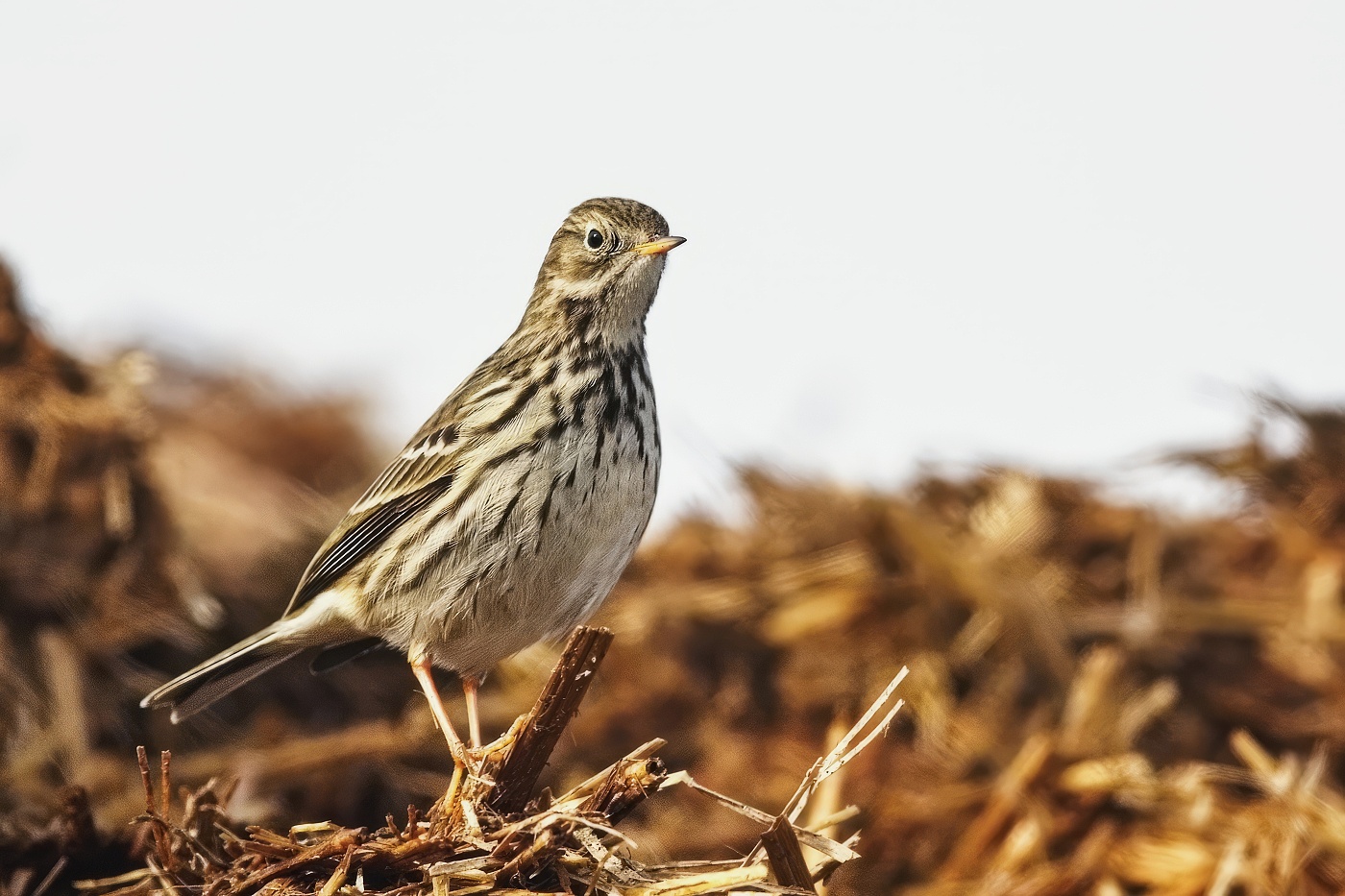 Liduška luční  ( Anthus pratensis )