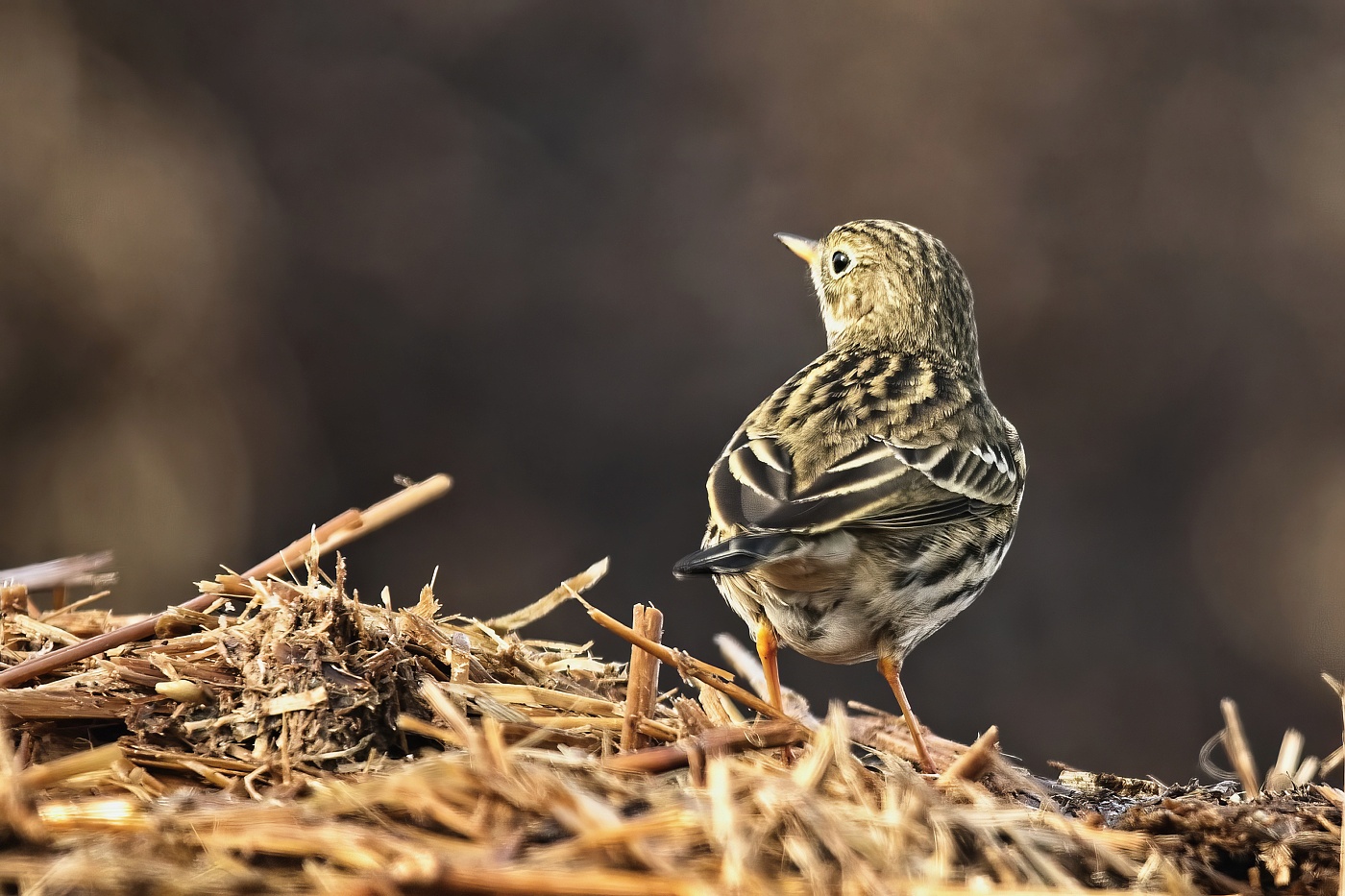 Liduška luční  ( Anthus pratensis )