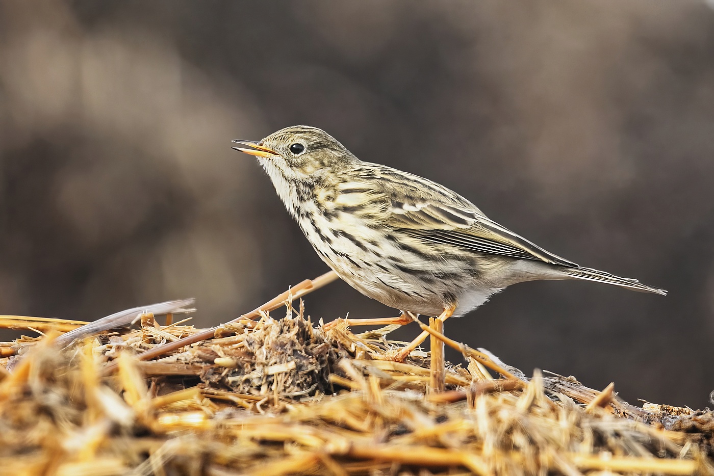 Liduška luční  ( Anthus pratensis )