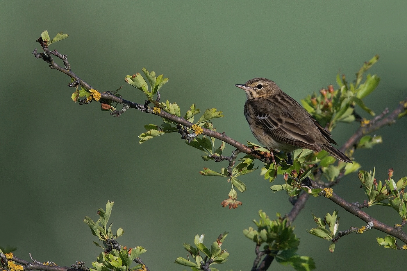 Linduška lesní  (Anthus trivialis )