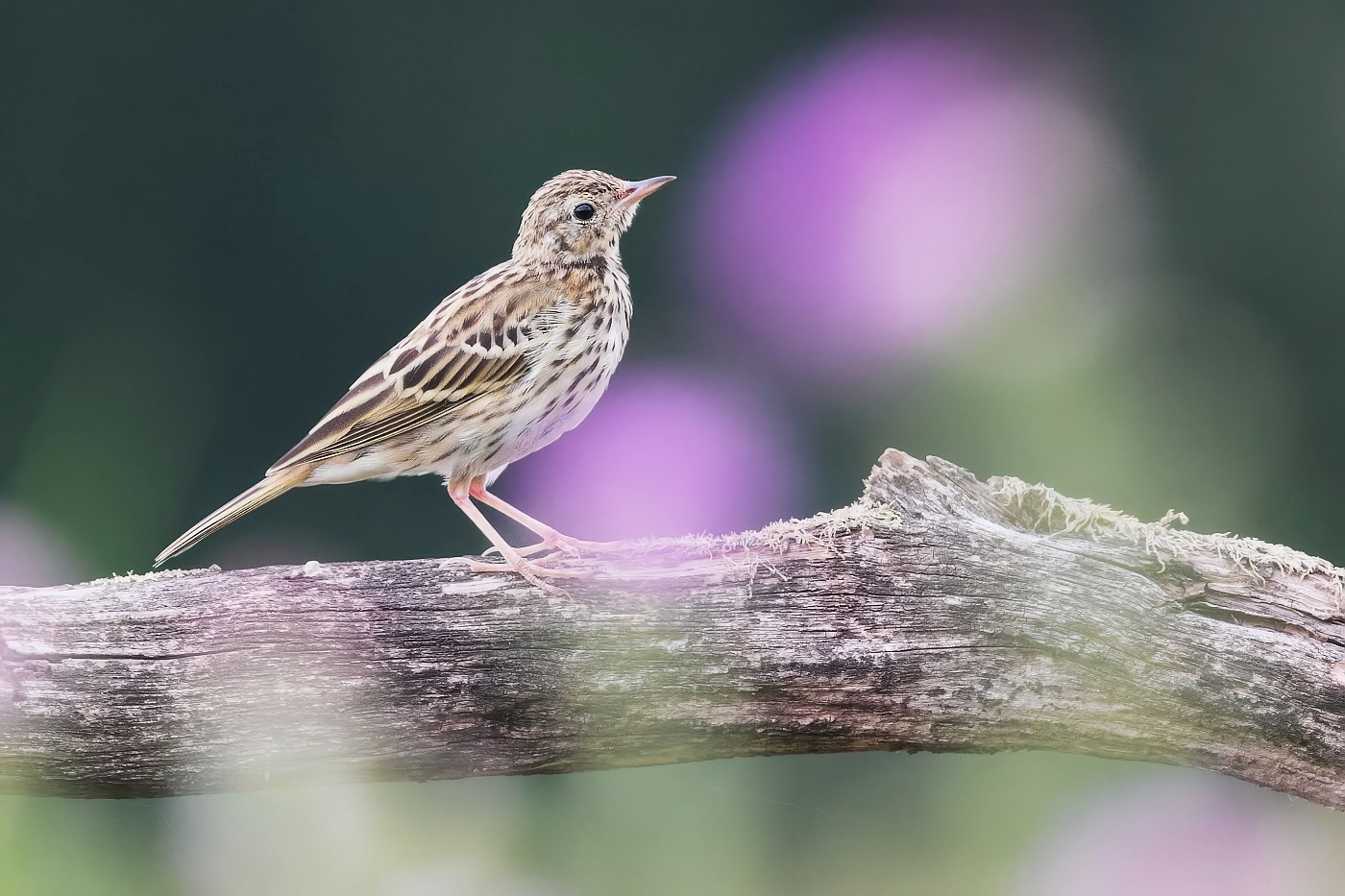 Linduška lesní  ( Anthus trivialis )