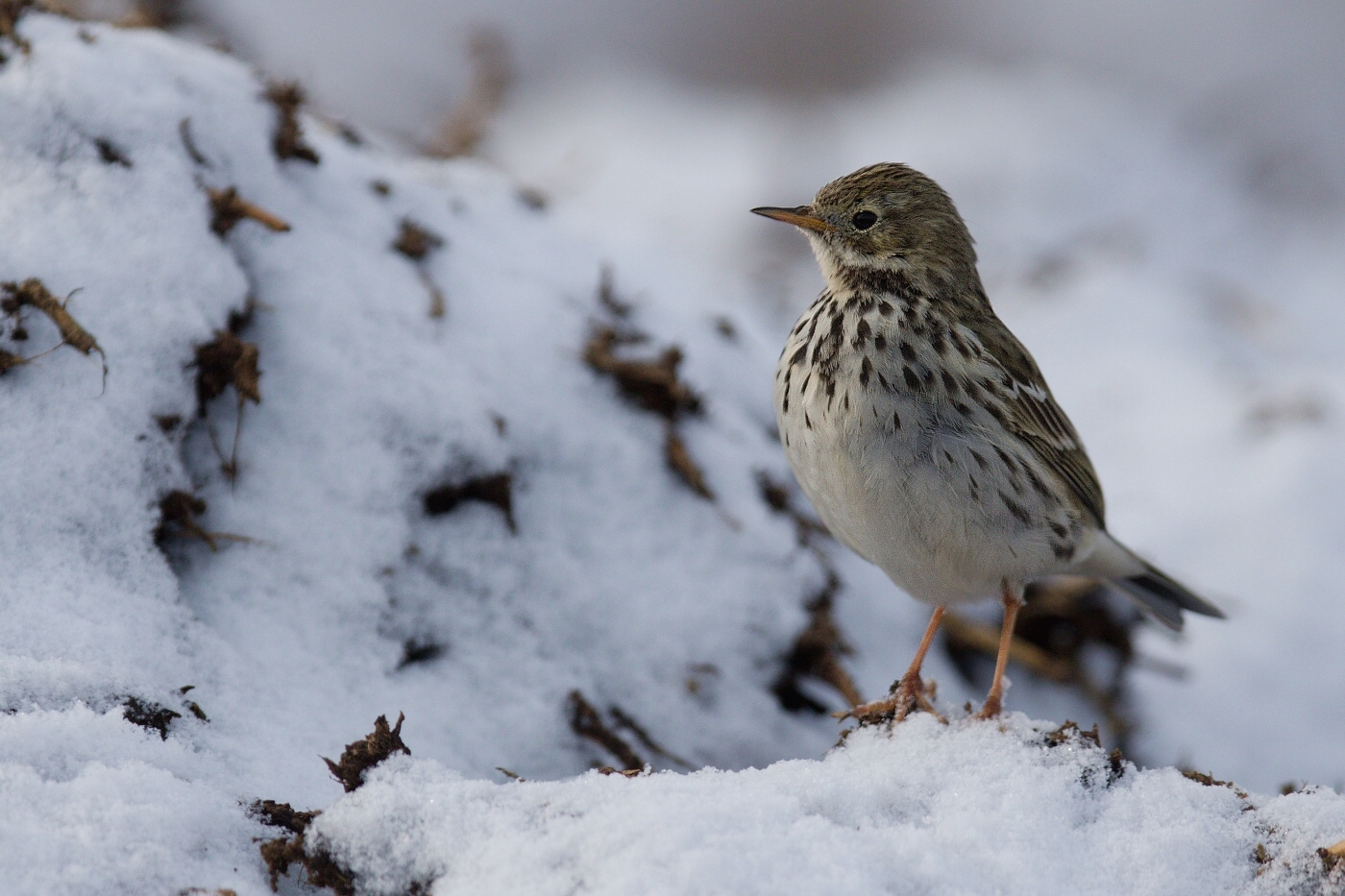 Linduška luční ( Anthus pratensis )