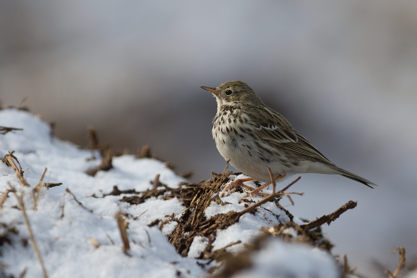 Linduška luční ( Anthus pratensis )