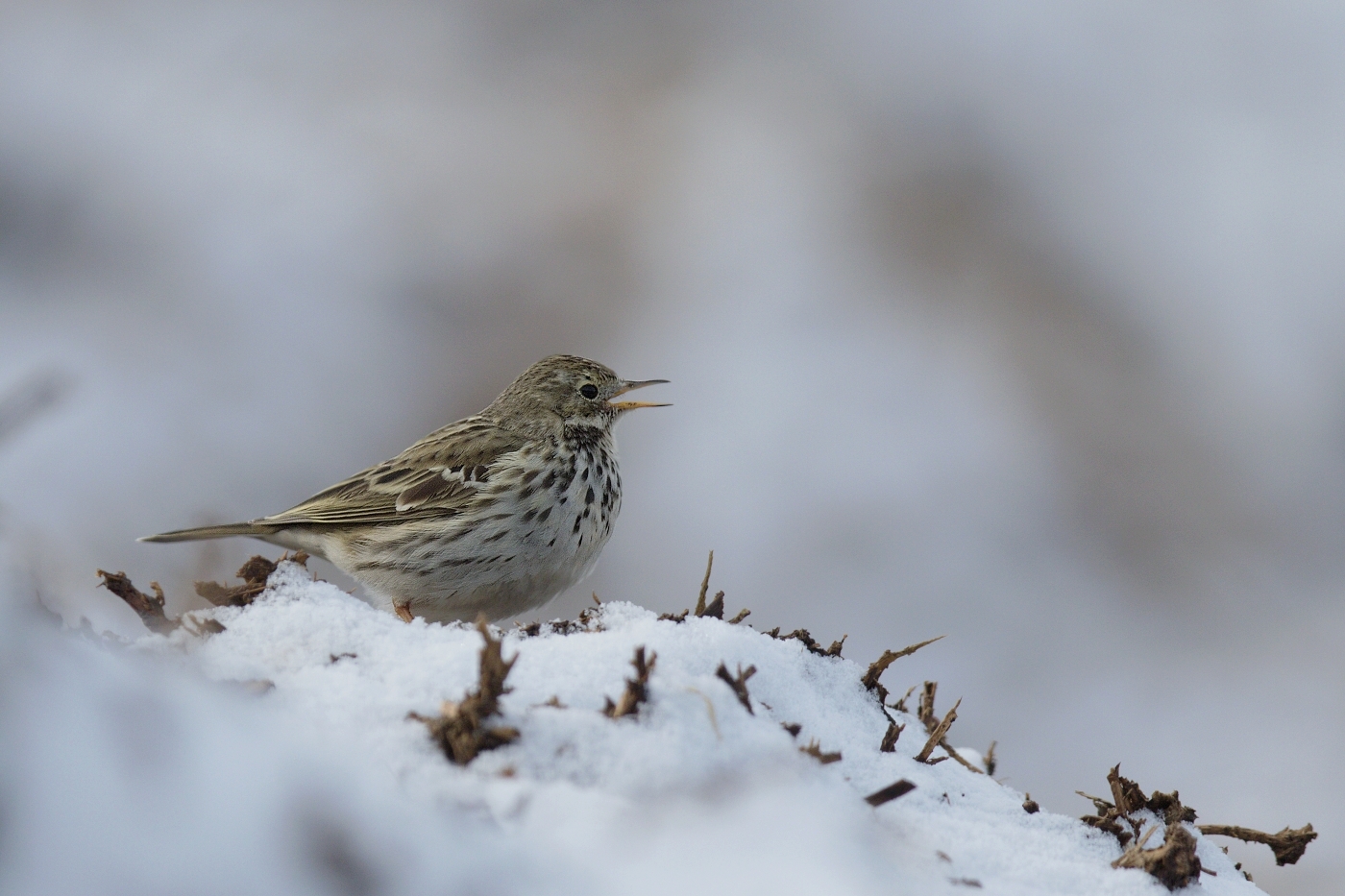 Linduška luční ( Anthus pratensis )