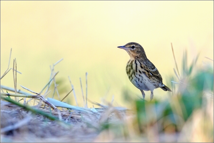 Linduška luční  ( Anthus pratensis )