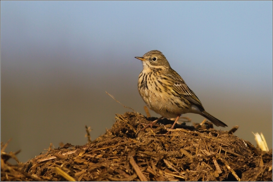 Linduška luční  ( Anthus pratensis )