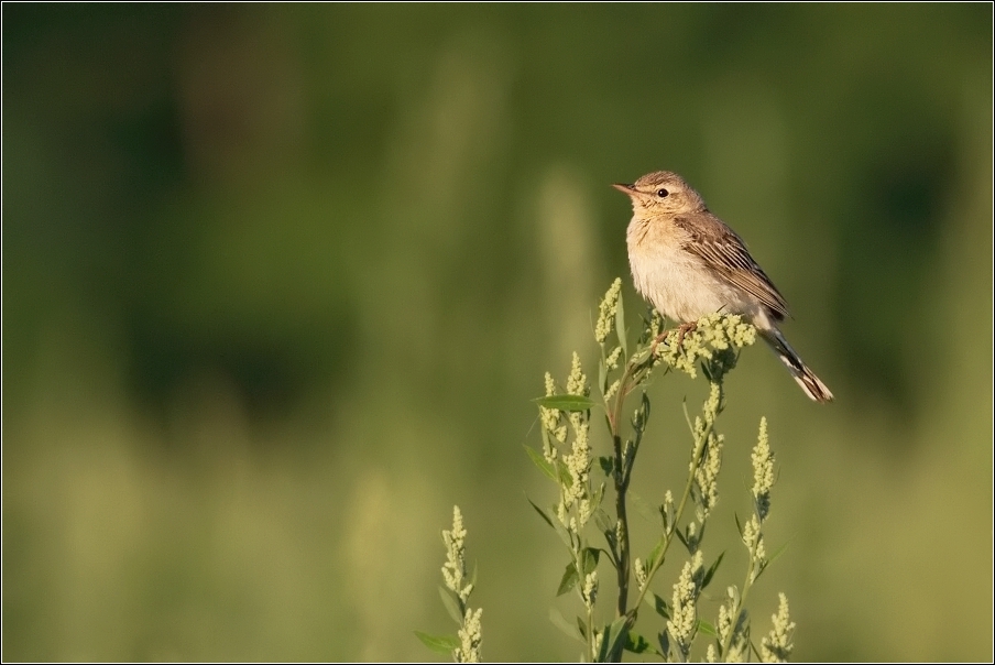 Linduška úhorní  ( Anthus campestris )