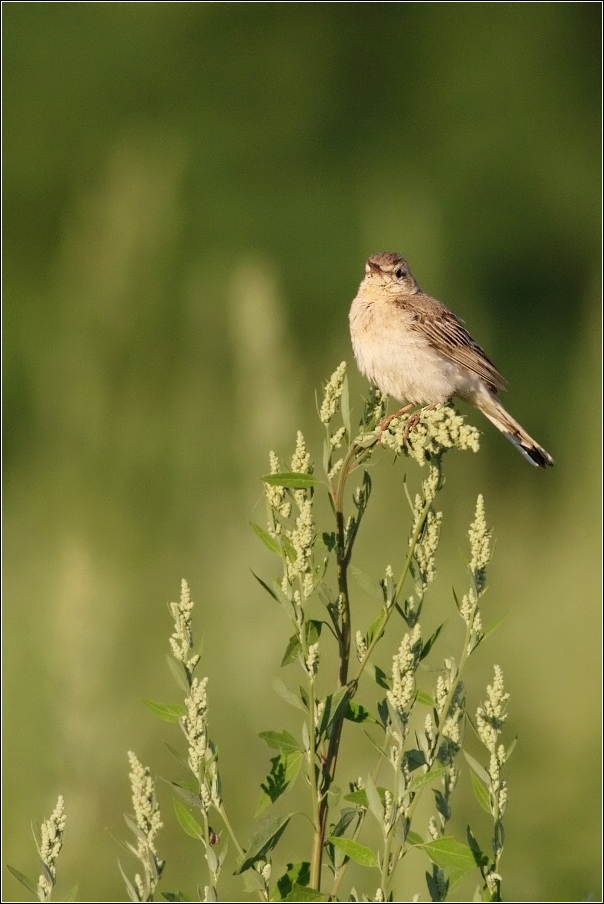 Linduška úhorní  ( Anthus campestris )