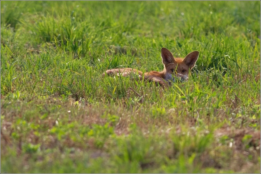 Liška obecná  ( Vulpes vulpes )
